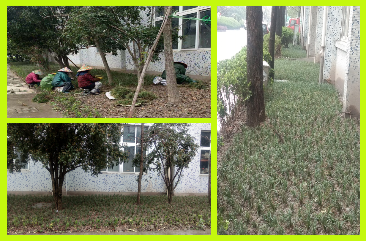 ��ֲ�̻�����������